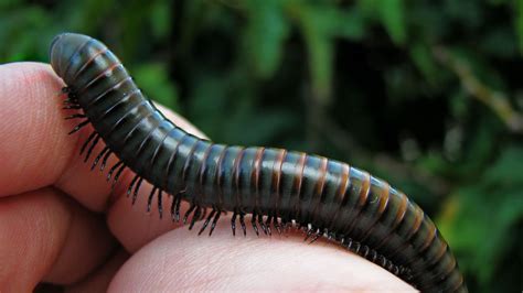  Equiloculus! A Millipede With More Legs Than You Can Count (and Maybe Even Some Secrets)