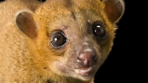  Kinkajou: Una criatura de la noche con la astucia de un zorro y el pelaje de una nube dorada