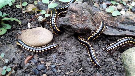  Quesnel Millipede: Discover the Miniature World of this Armored Marvel!