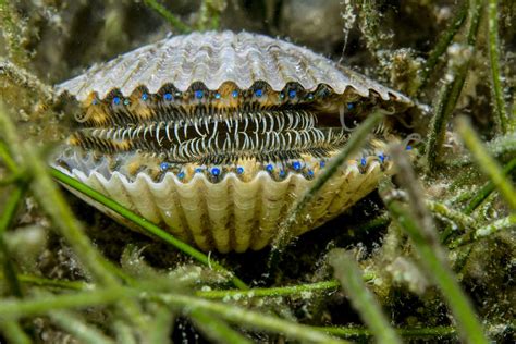  Scallops: Unlocking the Mysteries of Bivalve Beauty!