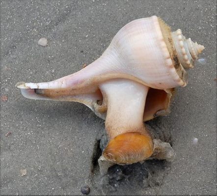  Whelk: Un molusco marino fascinante que lleva un hogar en su espalda y se alimenta de los restos del fondo oceánico!