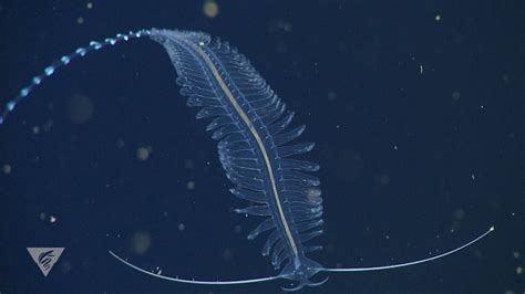  Worms, Worms Everywhere! What Makes the Wonderful Wanderer Worm Such an Unusual Marine Resident?