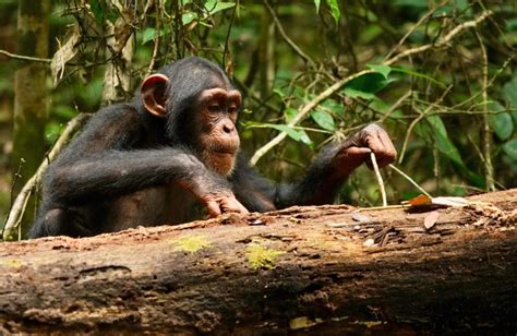  Chimpancé: ¡Descúbrelo como un maestro de herramientas y acrobata de la selva!