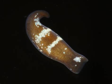  Convoluta! Un gusano plano con un apetito insaciable y una danza fascinante en el fondo marino