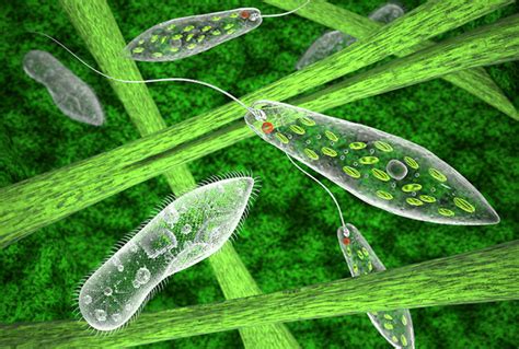  Euglena: Un Microorganismo Unicelular Que Desafía la Clasificación y Realiza la Fotosíntesis Bajo el Microscopio