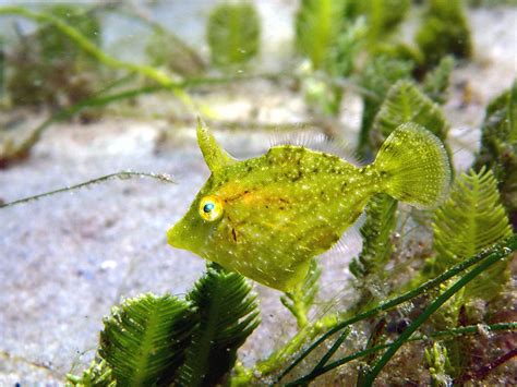  Filefish: ¡Un Maestro del Camuflaje con un Apetito Insaciable por Algas!