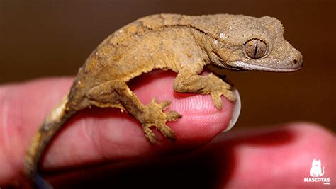 Gecko: ¿Conoces al Pequeño Maestro del Escalamiento que Habita en tu Jardín?