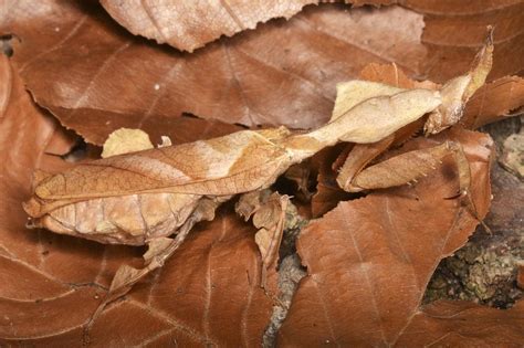  Heterotrichus: ¿Un maestro del camuflaje con una dieta inusualmente exquisita?