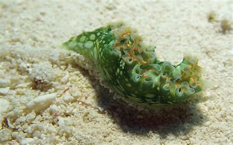  Nudibranchio: ¡Un Caracol Sin Carapazón que Baila Entre las Algas!