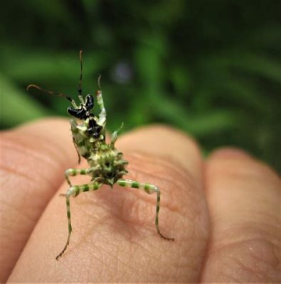  Praying Mantis: ¿Un Cazador Maestro Enmascarado Entre Las Flores?