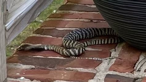  Rumores de la Reptil: ¡Conocerás una Serpiente que Escapa del Calor Extremo!