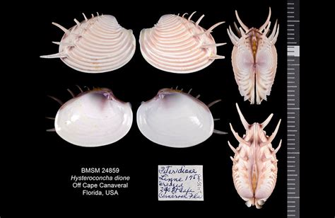  Venus Clam: Uncovering the Secrets of this Shellfish With Elegant Pearls and a Fascinating Burrowing Lifestyle!