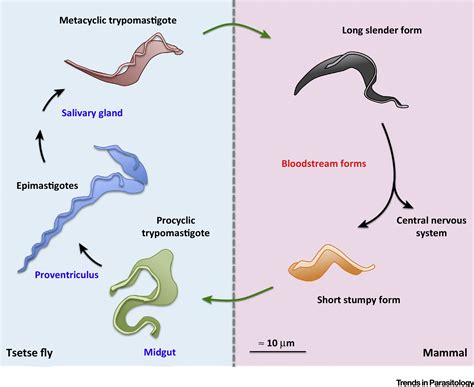   Vosgiensis! El parásito unicelular que te hará pensar dos veces antes de beber agua de manantial