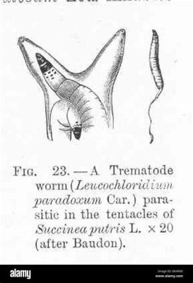  Zoogonus! Un Gusano Trematodo que Viaja por el Mundo Animal en un Anfibio como Vehículo